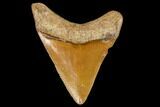 Serrated, Fossil Megalodon Tooth - Florida #110457-1
